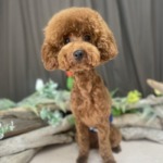 5/4　グルーミング