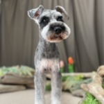 5/20グルーミング