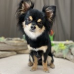 5/25グルーミング