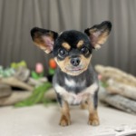 5/26グルーミング