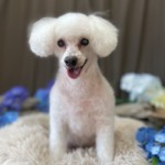 6/3　グルーミング