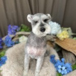 6/5グルーミング