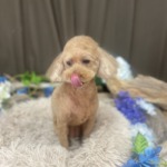 6/25　グルーミング