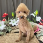 6/27　グルーミング