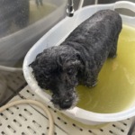 6/6　グルーミング