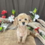 7/24　グルーミング