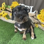 8/1　グルーミング