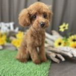 8/7　グルーミング