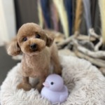 9/4   グルーミング