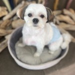 9/11 グルーミング