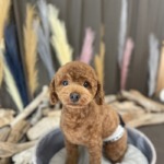 9/17　グルーミング