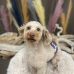 9/21　グルーミング