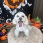 9/30 グルーミング