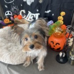 10/2 グルーミング