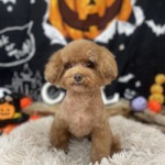 10/5　グルーミング