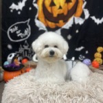 10/8　グルーミング