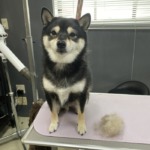 10/4　グルーミング