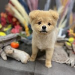 11/2　グルーミング