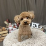 11/27　グルーミング