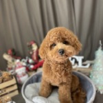 11/29　グルーミング