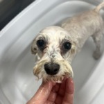 12/5　グルーミング