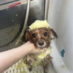 12/27 グルーミング