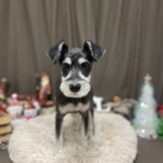 12/3　グルーミング