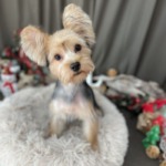 12/6　グルーミング