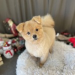 12/19　グルーミング