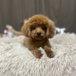 12/24　グルーミング