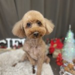 12/25　グルーミング