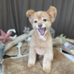 12/26　グルーミング