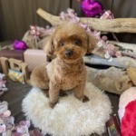 1/27　グルーミング