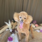 1/7　グルーミング