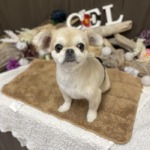 1/11 グルーミング