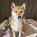 1/13 グルーミング