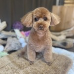 1/14 グルーミング