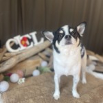 1/15 グルーミング