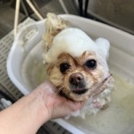 2/9　グルーミング