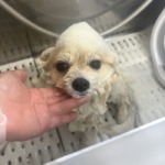 2/15 グルーミング