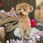 2/7　グルーミング