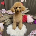 2/10　グルーミング