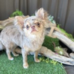 2/17 グルーミング