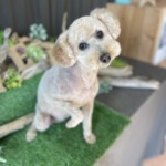 2/20 グルーミング