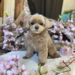 3/24 グルーミング