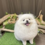 3/1　グルーミング