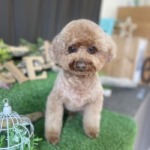 3/4 グルーミング