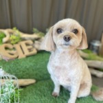 3/5　グルーミング