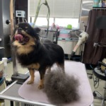 3/17 グルーミング