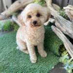 3/20 グルーミング